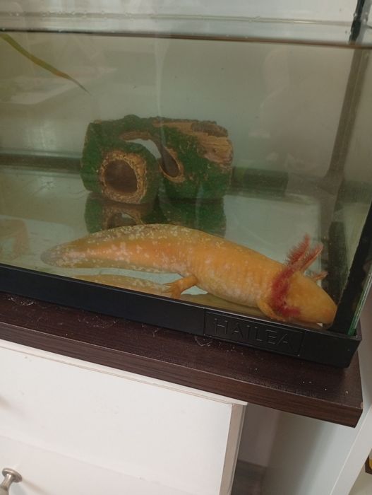 Acvariu de 65l echipat