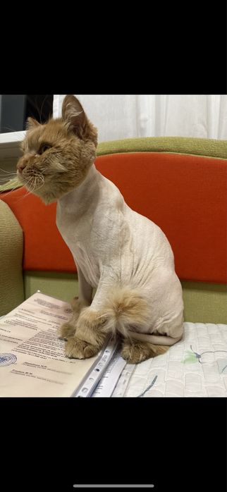 Пропал рыжий кот
