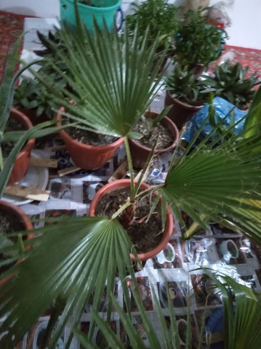 Гуллар цветы домашные хонаTabby òģitlar blan parvarishlangan xona gu