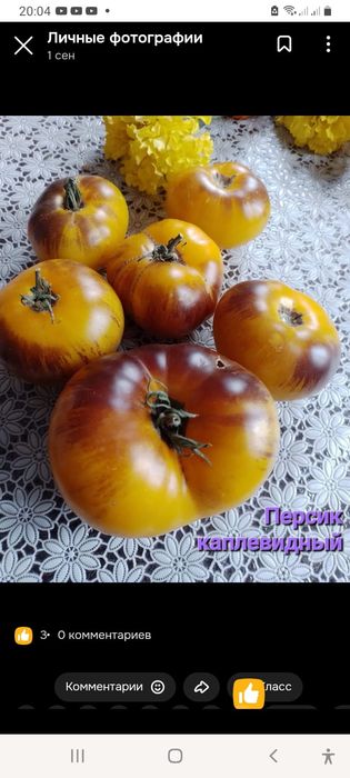 Продажа коллекционных томатов