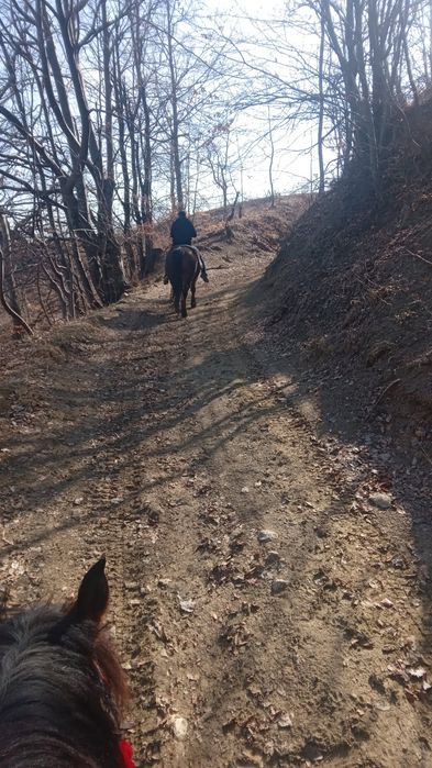 Cal de vânzare Prahova