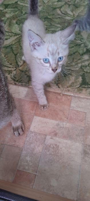Котята,приученные