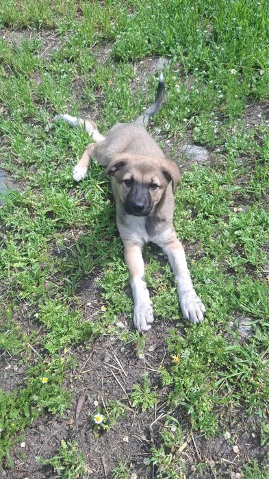 Щенок щенки щенята собака