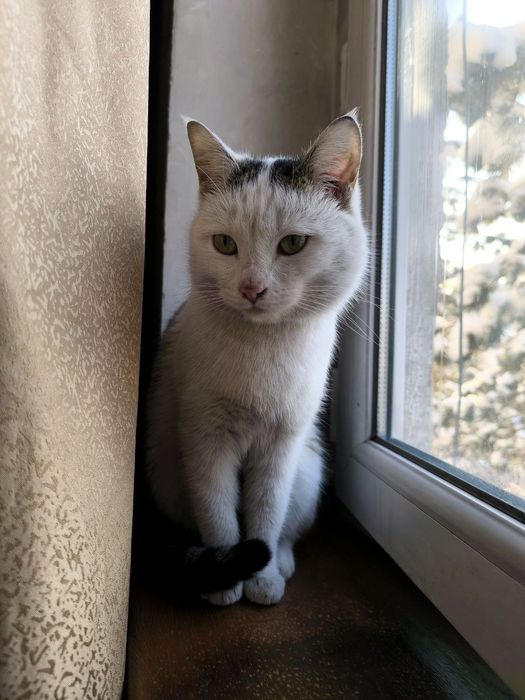 Кот Тайлер ищет семью