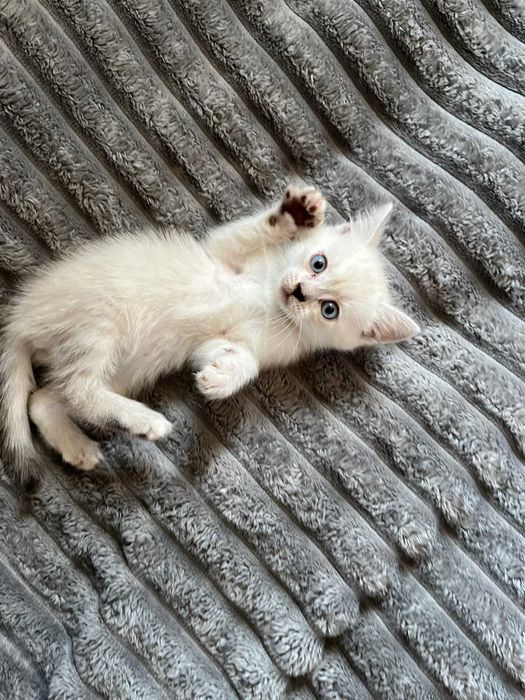 Продам очень красивых котят