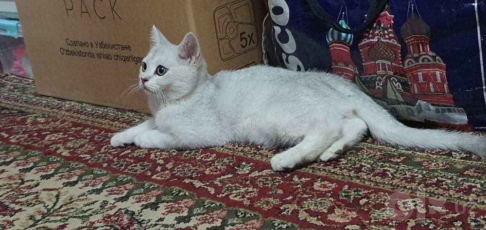 Кошка шотландский страйт 4 ой  мальчик