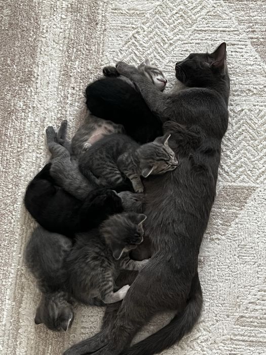 Отдам котят в добрые руки