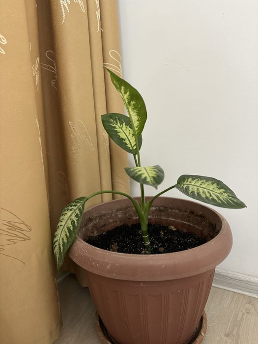 Продаю комнатные растения