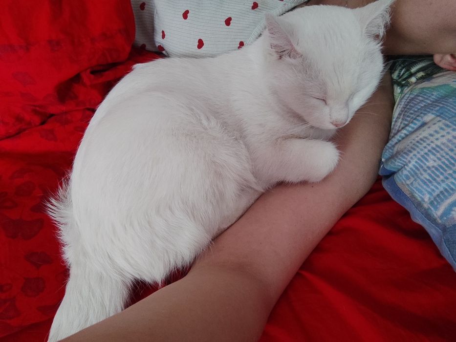 Ищем дом для белоснежного котика