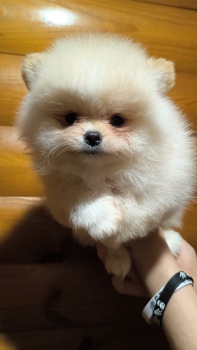 Роскошные мальчики померанского шпица