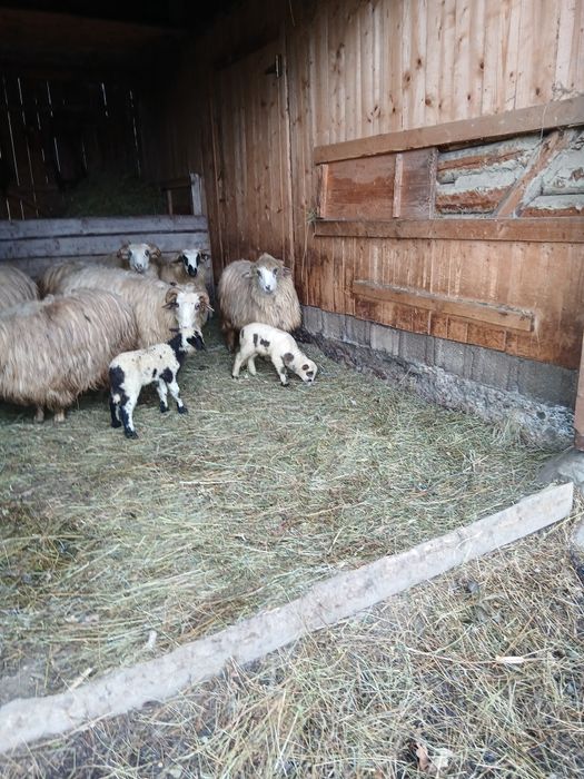 Vând trei oi la prima fătare