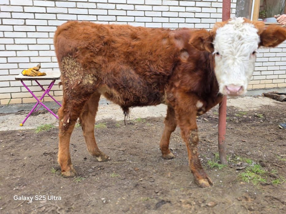 Бык. Бұқа. Кестірілмеген.  7-8 айлық. Сатылады.