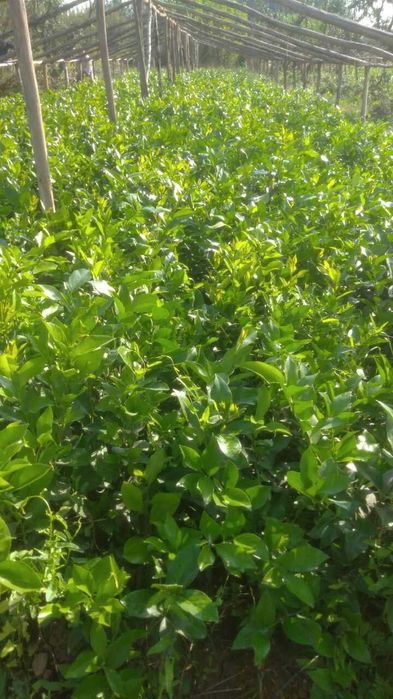 limon, apelsin, mandarin, kumkuva, kuchatlari ishonchli 100%