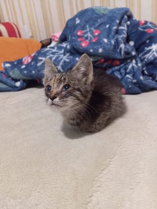 Котенок котенок.