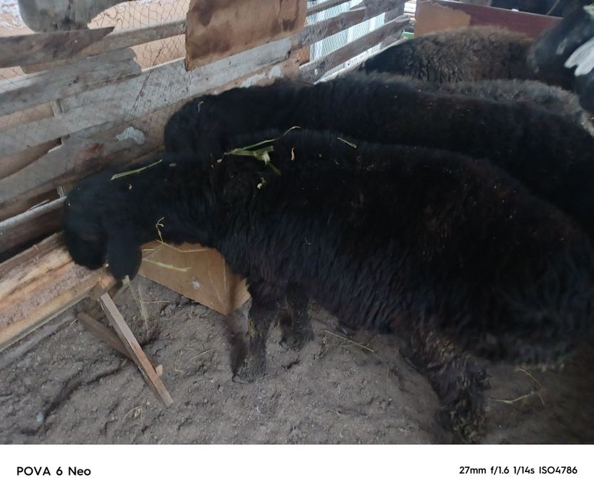 Кошкаров  продам