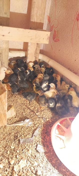 Продам недельных цыплят