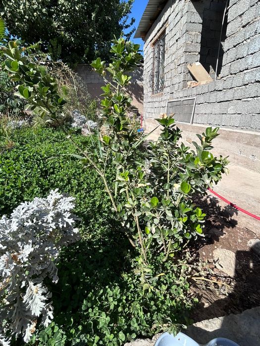 Кустарники, самшит, юка и тд