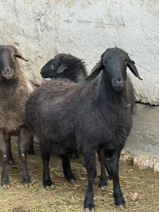 1 кошкар, 1 кой сатылады