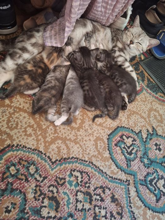 Отдам котят в добрые руки