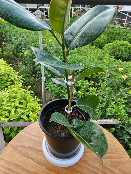 Үй гулдері сатылады