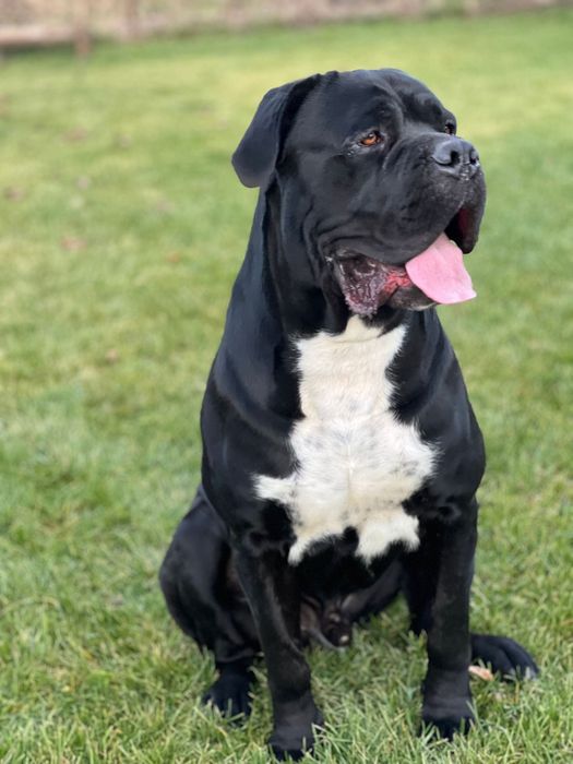 Cane corso cu pedigree FCI de tip A
