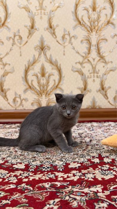 продается кошка скотишфолд