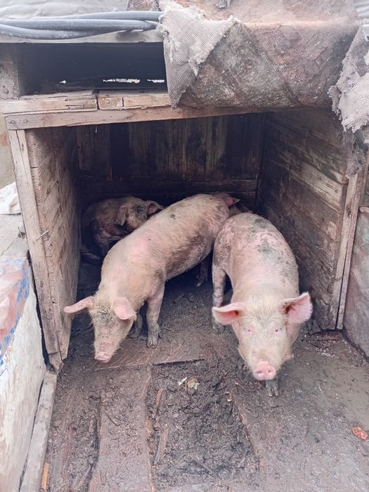 Продаётся под свинке