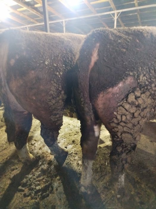 Букалар сатылады