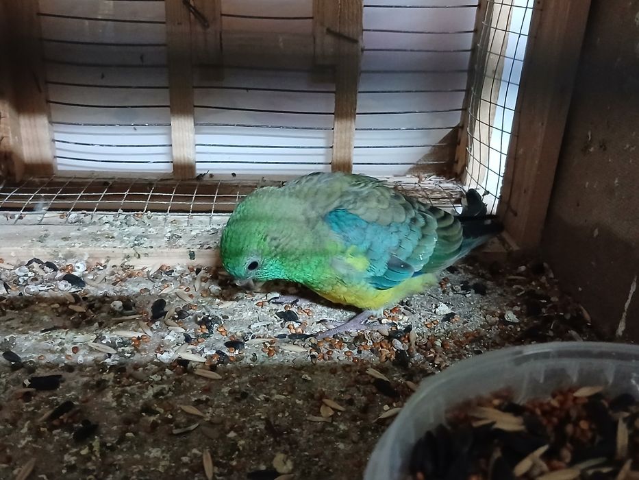 Певчие попугаи молодые