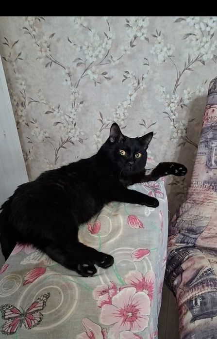 В добрые руки разговорчивый котик Басик!