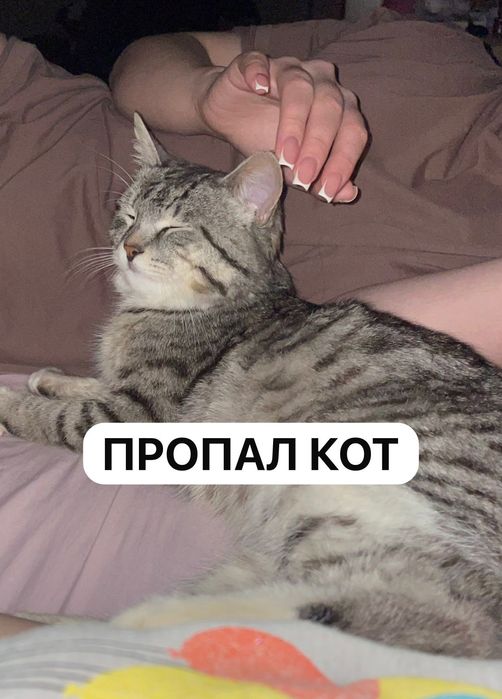 Пропал кот тигрового окраса