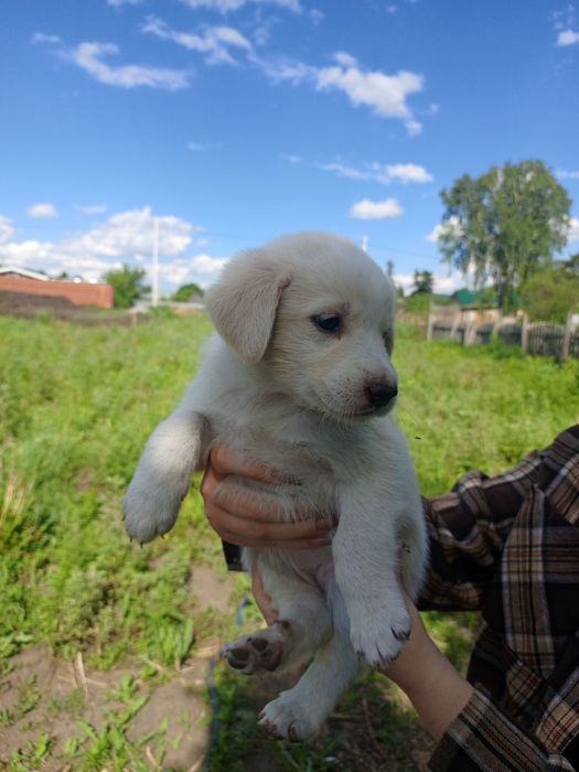 Щенкам нужен дом