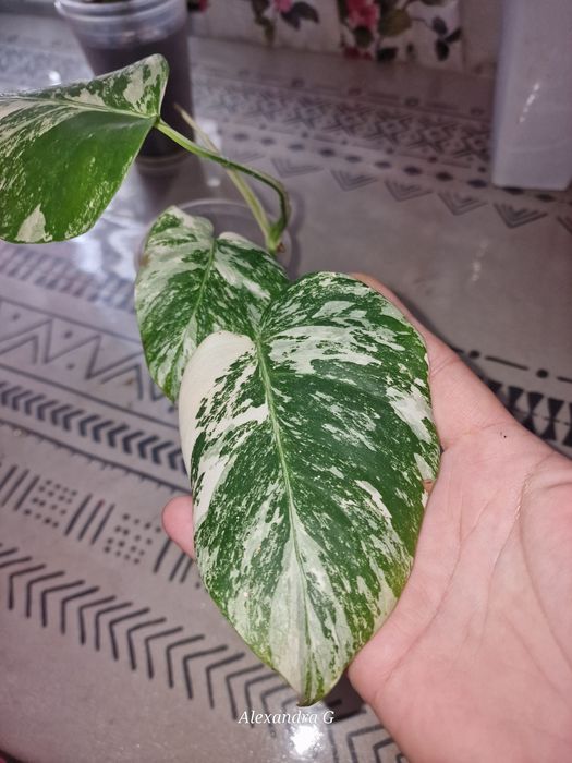 Монстеры три вида г.Абай