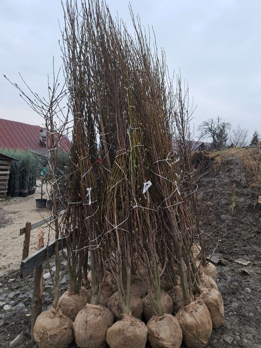 Catalpa,Magnoli Grandiflora Platani etc