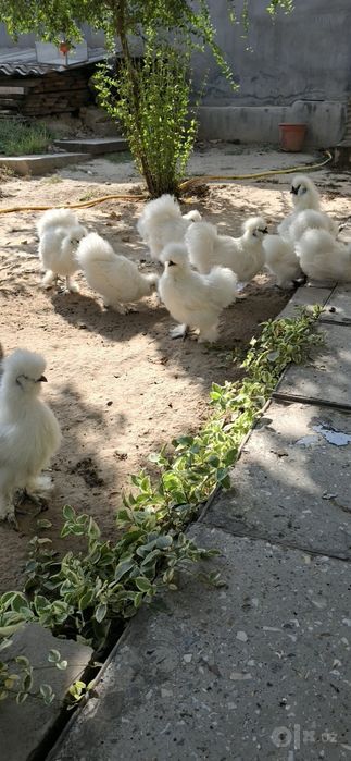 Шолк куёнпат товуклар сотилади.