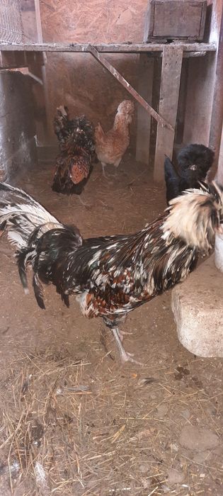 Pasari și  ouă incubat paduana și motata olandeza