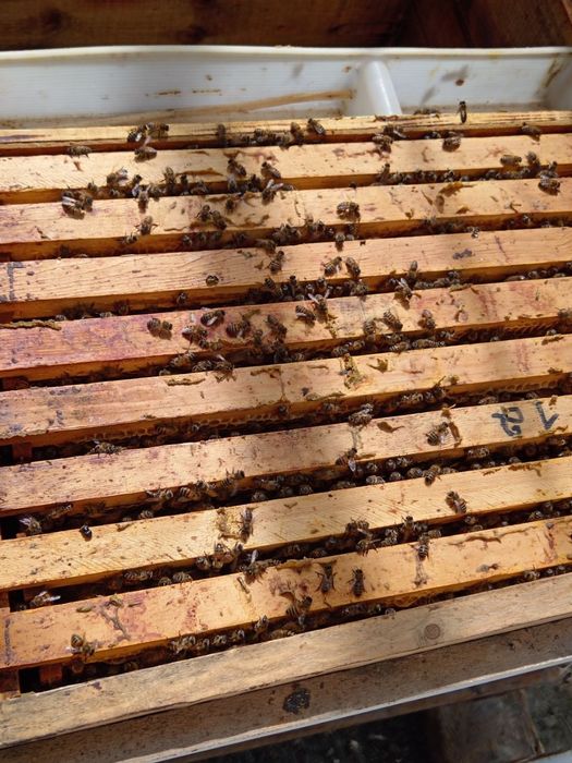 Асалари сотилади