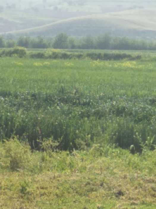 Ер сотилади участка боги бор Ян атроф тйнч жой городка якин