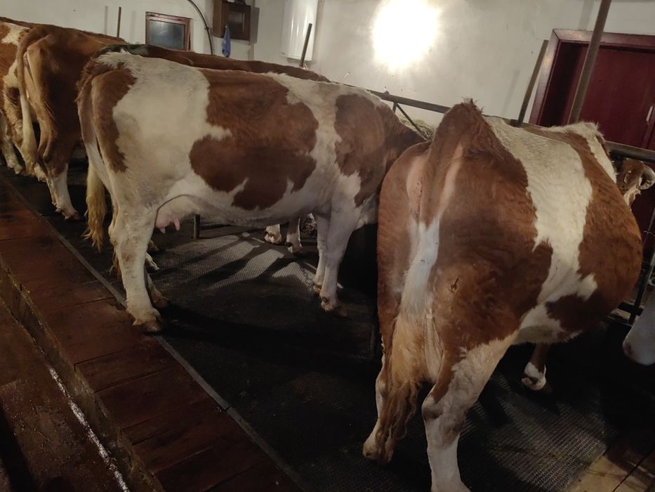 Vând sau schimb cu vaci de carne