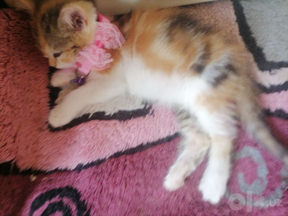 Продаётся котенка девочка