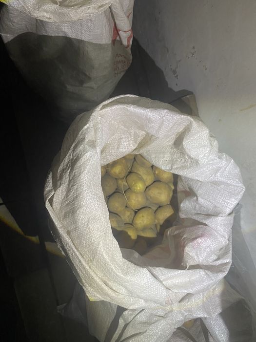 Домашняя кортошка