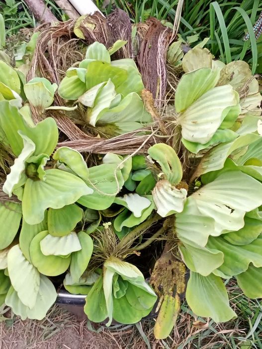 Salata de Nil -pistia, zambile amazoniene, plante de apa plutitoare.