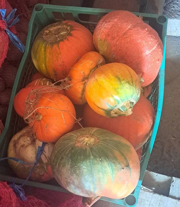 Dovlecei și tărtăcuțe