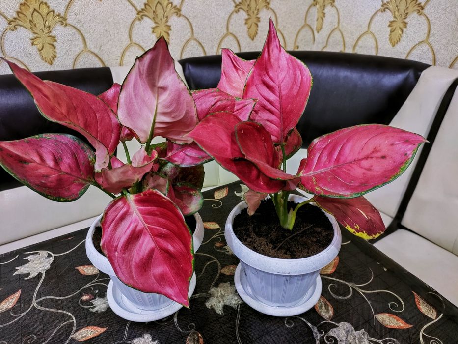 Красивые растения . Доставка