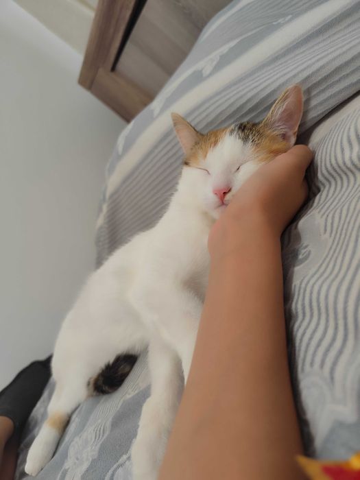 кошка девочка 2 года
