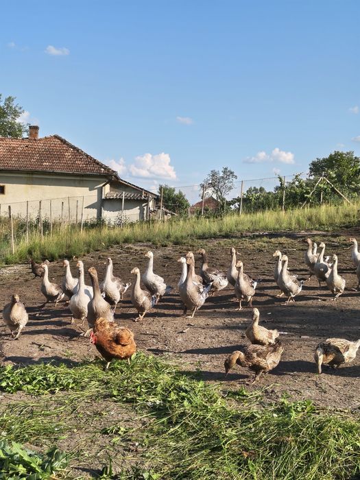 Gâște de vânzare