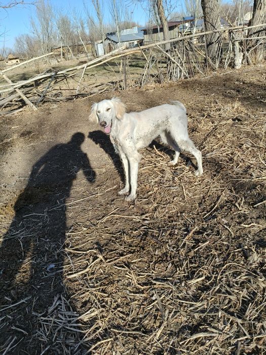 Күшік тазы сатылады