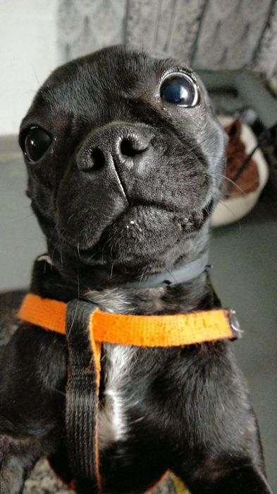 Французский бульдог.