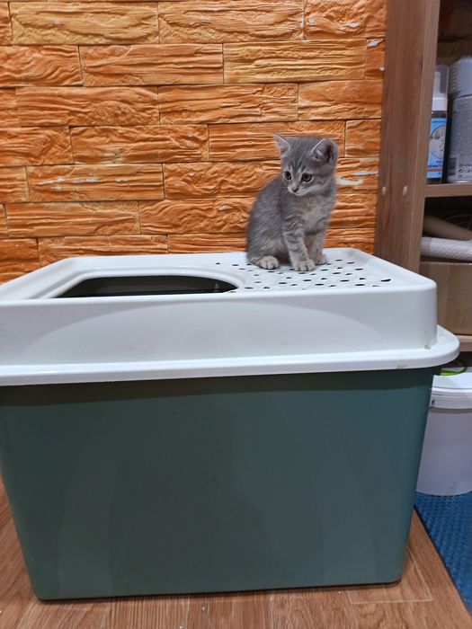 Отдам в добрые руки