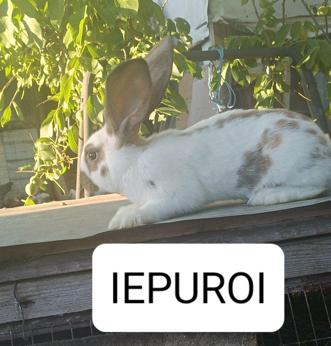 De Vanzare pui  iepuri